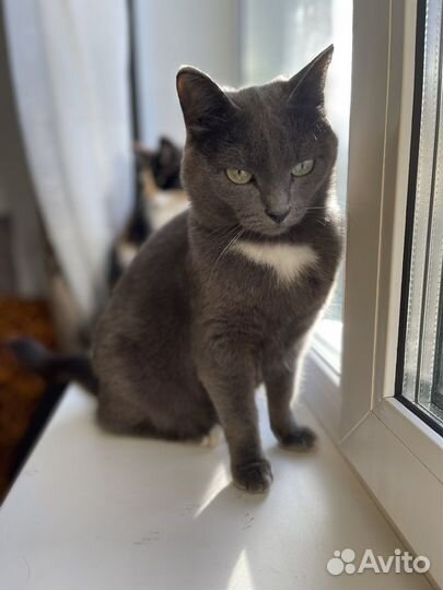 Кошка Буся