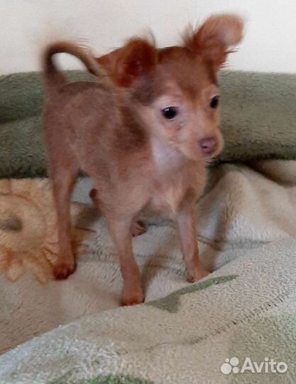 Мини той-терьер щенки