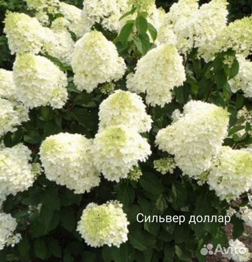 Гортензия метельчатая