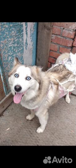 Собаки бесплатно в добрые руки