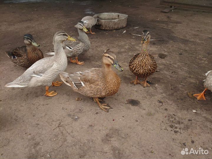 Подсадные утки