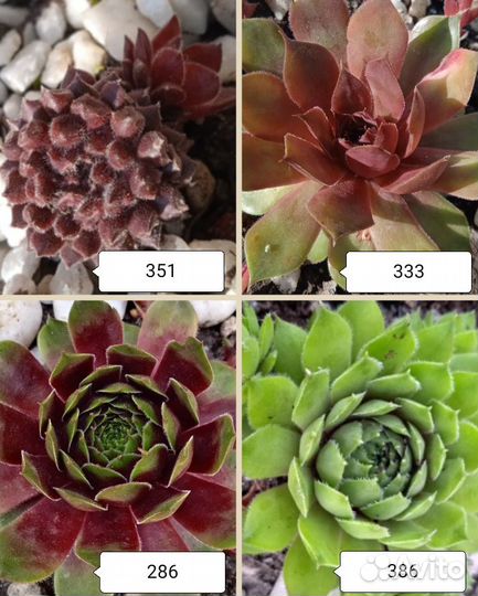 Молодило сортовые