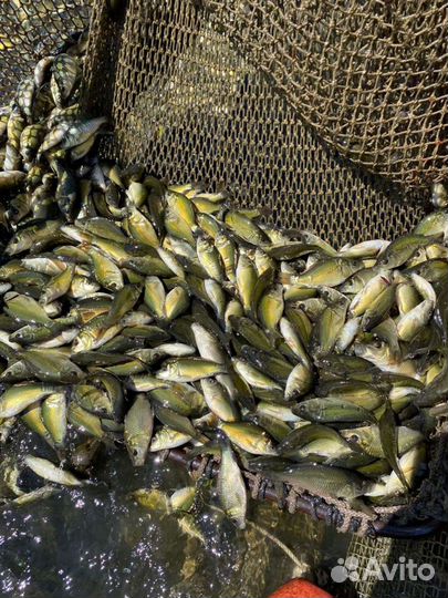 Малек карпа