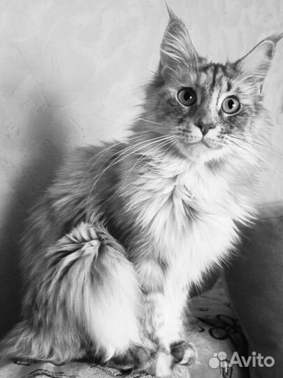 Кошки мейн-кун