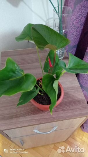 Антурим (красный, розовый, бел, черн, фиолетовый)