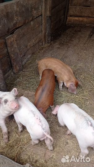 Поросенок Ландрас и Дюрок