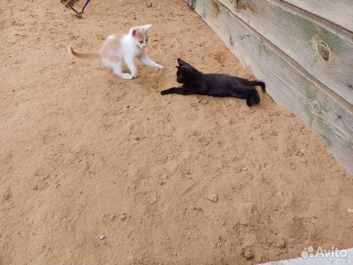 Отдам в добрые руки двух котят