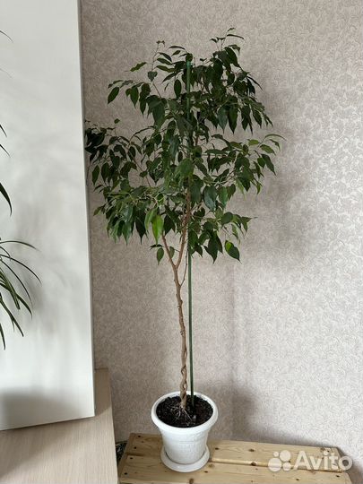 Фикус Бенджамина