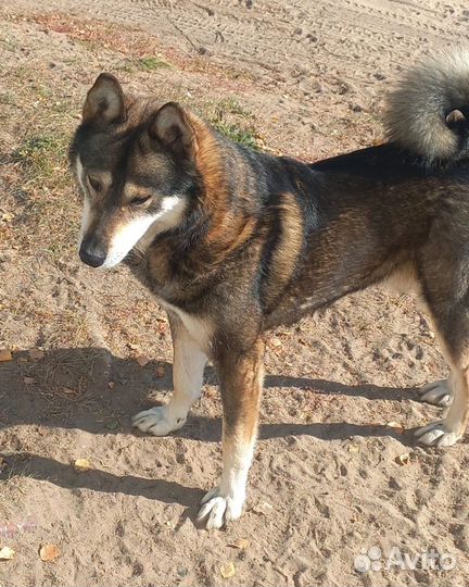 Пришла лайка