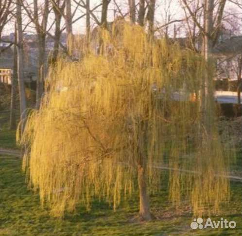 Ива плакучая желтокорая