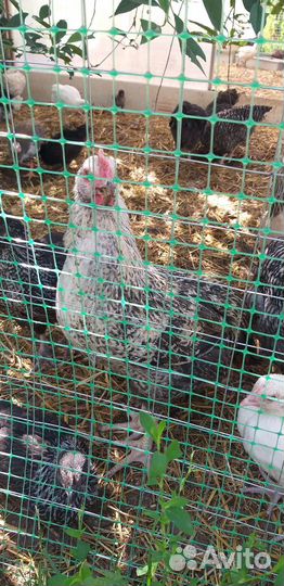 Петухи,молодки,цесарки