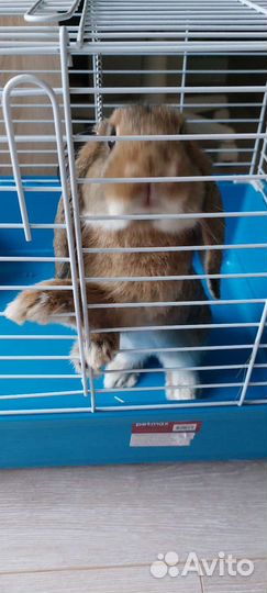 Кролик вислоухий