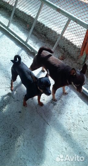 Той-терьер щенки