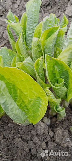 Молочай и Хосты