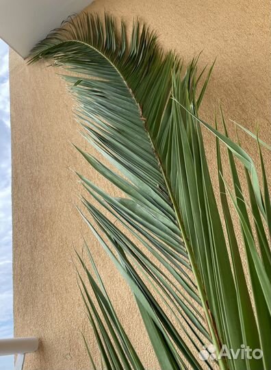 Листья пальмы