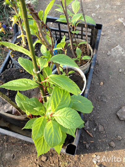 Лимонник Дальневосточный(Китайский)
