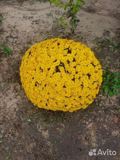 Хризантема шаровидная