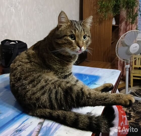 Кот для смелых хозяев