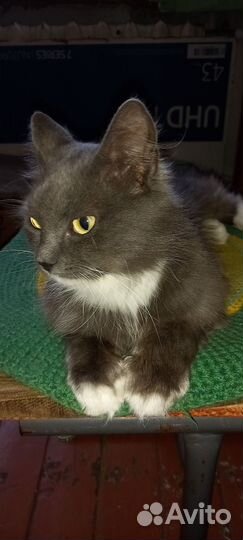 Кошка в дар