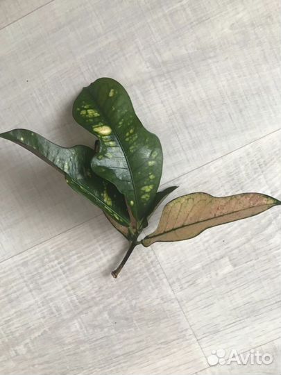 Кротон Вилма