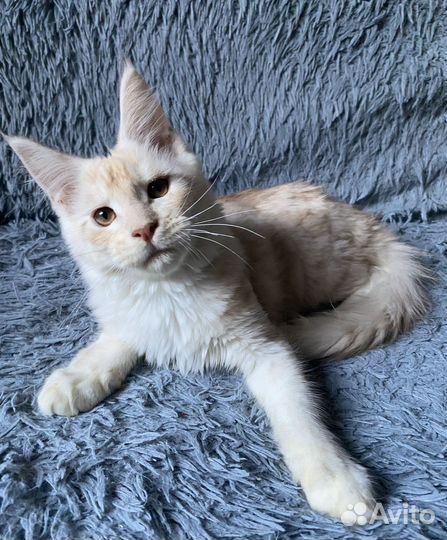 Котята мейн-кун