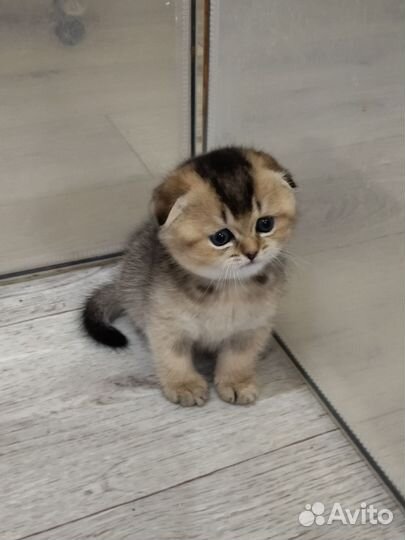 Шотландский вислоухий котëнок
