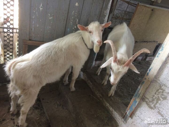 Продаются козы,козлята