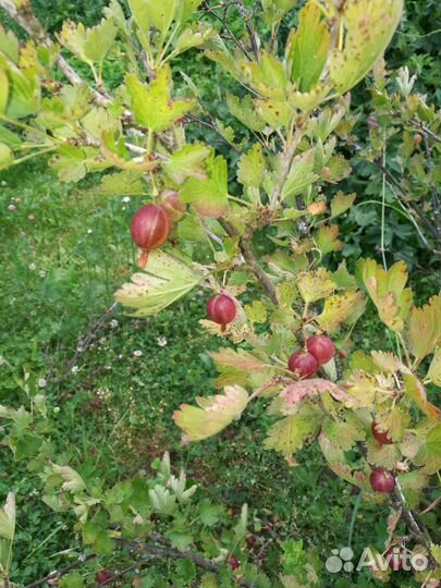 Ягоды, чёрная, красная смородина, крыжовник