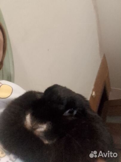 Кролик вислоухий девочка