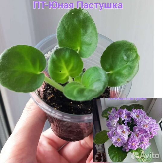 Фиалки сортовые
