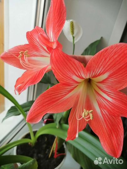 Гиппеаструм/Амарилис