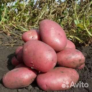 Лист мята, Мелиса, малина, и саженцы