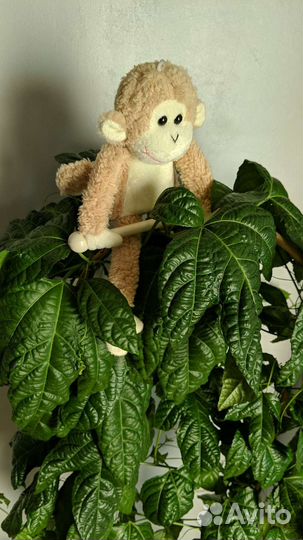 Пассифлора маракуйя