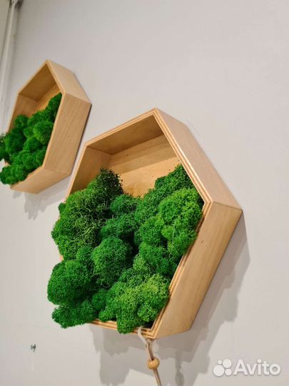 Полка сота мох стабилизированный