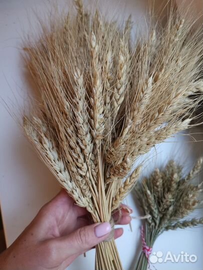 Колосья пшеницы