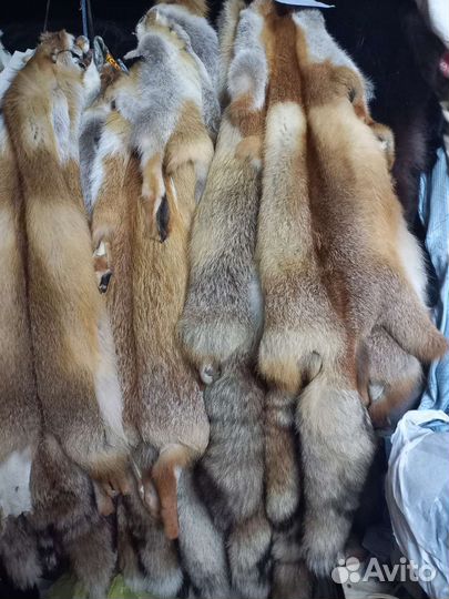 Шкуры лисы
