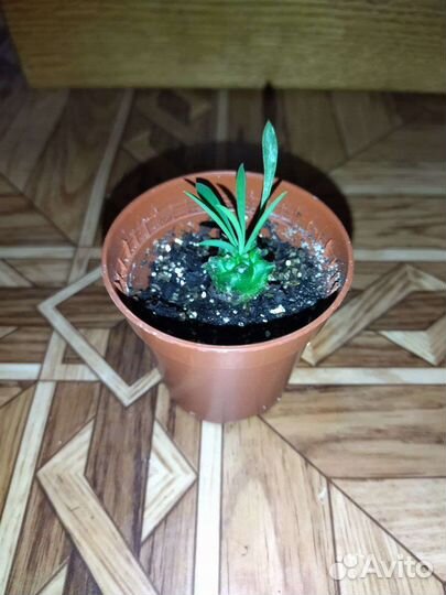 Эуфорбия juglans