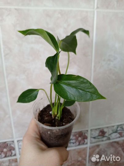 Антуриум триллион цветов и Ванила