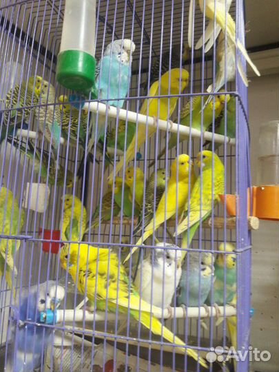 Попугаи оптом