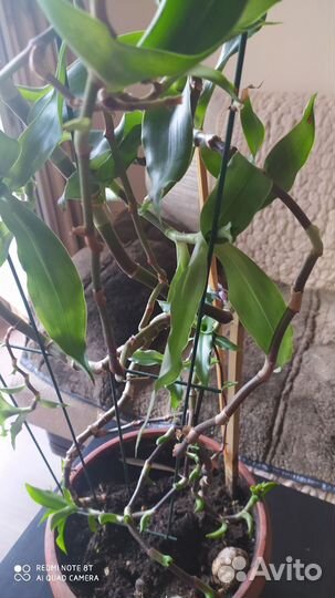 Растение золотой Ус