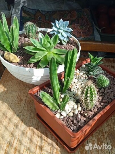 Медленнорастущий садик 2