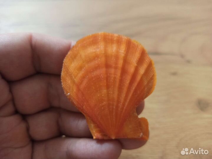 Морская раковина