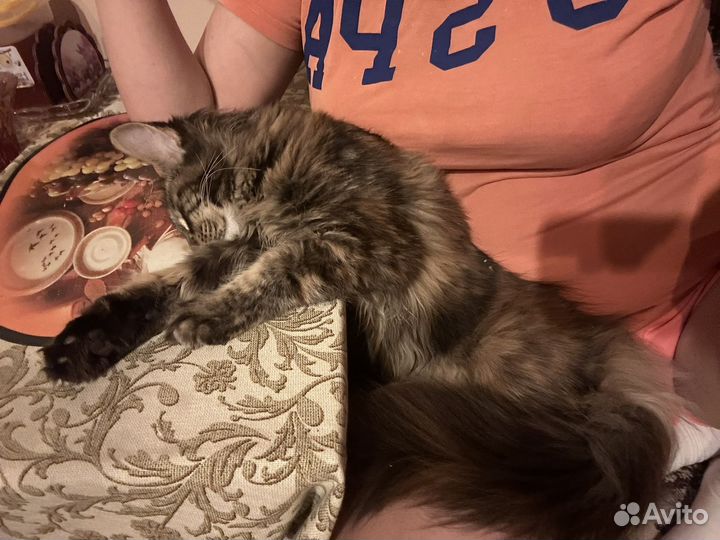 Котенок мейн кун