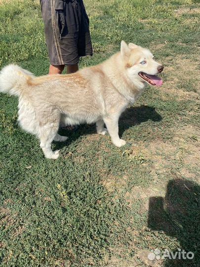 Мальчишка Диксон