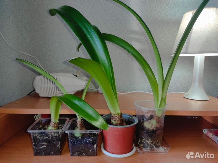 Гиппеаструм амариллис