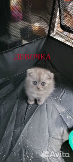 Вислоухие шотландские котята