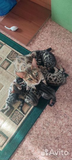 Бенгальские котята