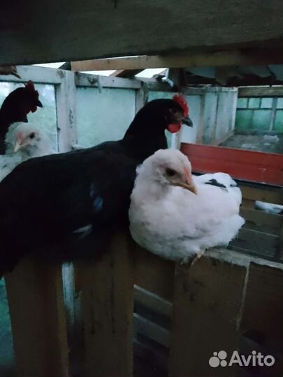 Цыплята разного возраста