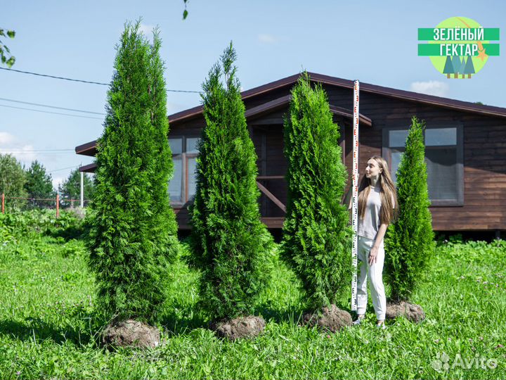 Туи 1,8 метра свежая копка 2023