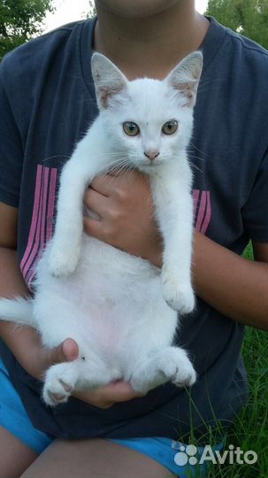 Котик в добрые руки